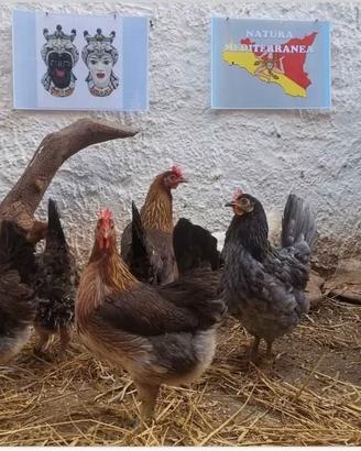 Gallo Galline uova 