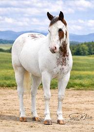 Paint Horse overo