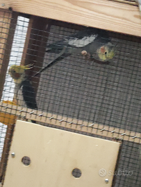 Coppia di calopsite maschio e femmina