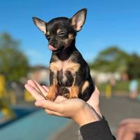 Chihuahua maschio cioccolato