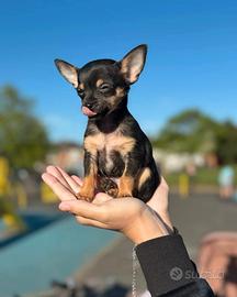 Chihuahua maschio cioccolato