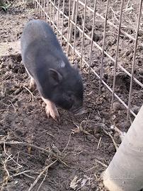 Mini pig Inglesi