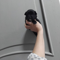 Maltipoo mini toy