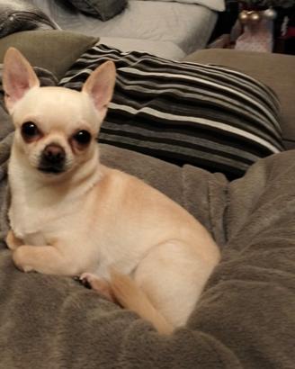 Chihuahua stallone