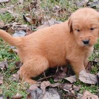 Golden linea americana