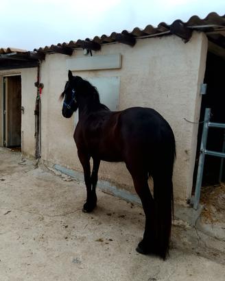 Puledrona di 2 anni domata a sella brava