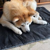 Akita Inu monta