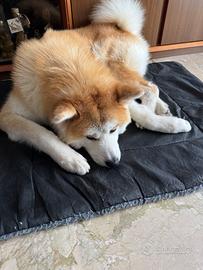 Akita Inu monta