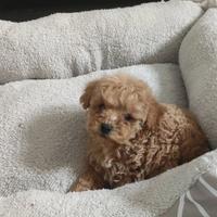 Maltipoo