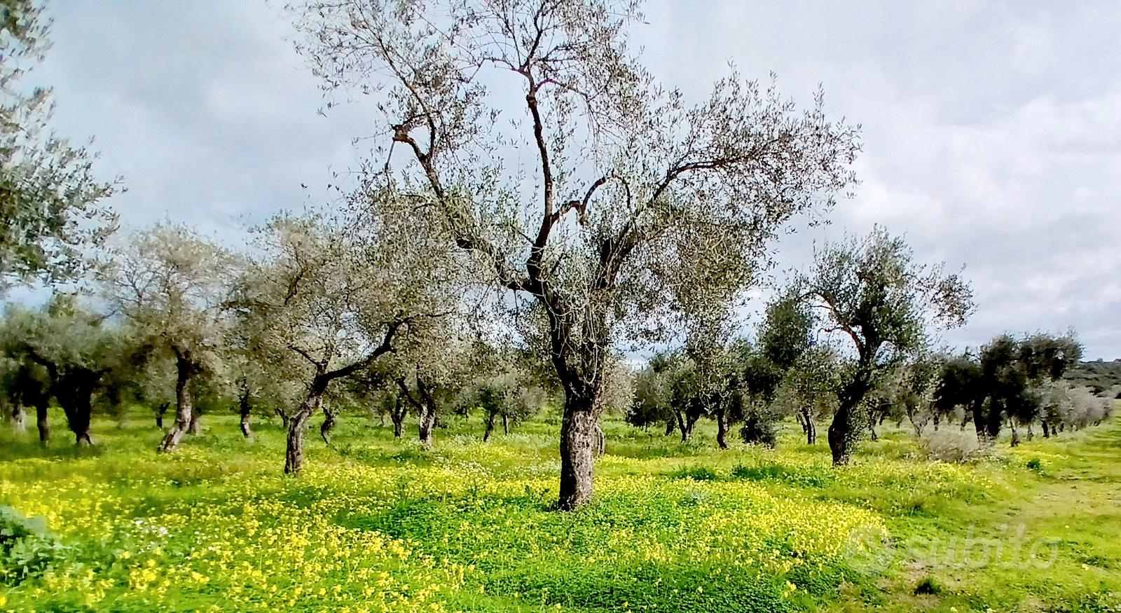 Terreno oliveto, fronte strada, Prato Comunale - Vista 2