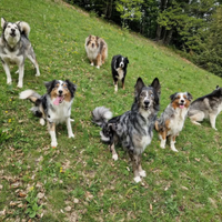 Paco splendido mix Lagorai