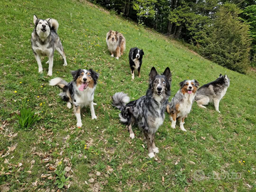 Paco splendido mix Lagorai