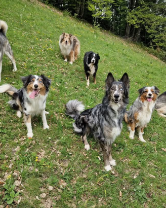 Paco splendido mix Lagorai