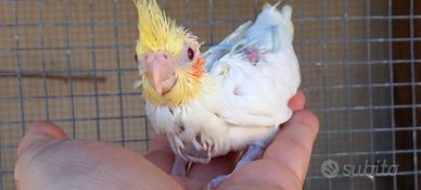 Pulli di calopsite da imbecco