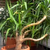 Piante di yucca