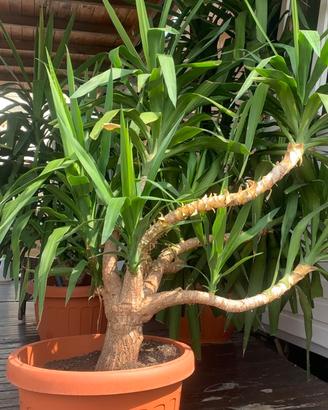 Piante di yucca