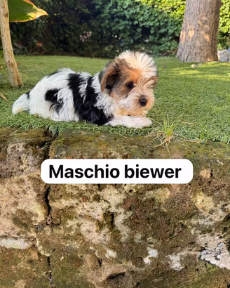 Maschietto di Yorkshire biewer
