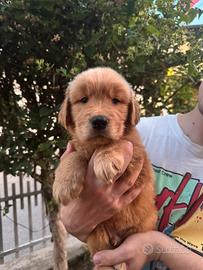 Cuccioli di Golden Retriver linea Americana