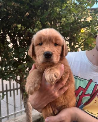Cuccioli di Golden Retriver linea Americana