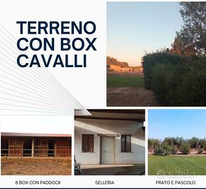 Terreno con box cavalli