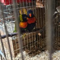 Coppia riproduttiva di lorichetto arcobaleno