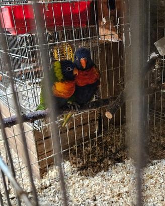 Coppia riproduttiva di lorichetto arcobaleno