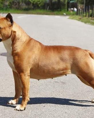 Femmina Amstaff