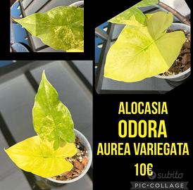 ALOCASIA ODORA AUREA VARIEGATA