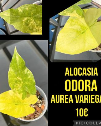 ALOCASIA ODORA AUREA VARIEGATA