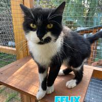 Felix gatto bianconero di 3 anni