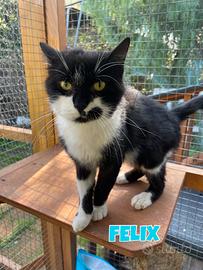 Felix gatto bianconero di 3 anni