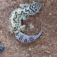 Gechi leopardini femmina