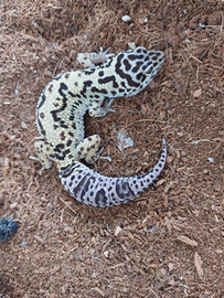 Gechi leopardini femmina