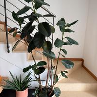 Pianta di Ficus 2 metri di altezza