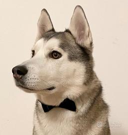Gratis husky maschio castrato e chippato