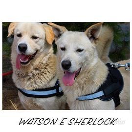 Watson e Sherlock: fratelli vivaci e allegri