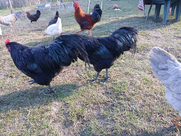 Gallo australorp