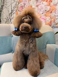 Cuccioli barboncino Toy