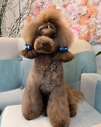 Cuccioli barboncino Toy