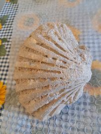 fossile di conchiglia