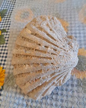 fossile di conchiglia