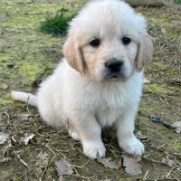 Golden Retriever Maschietto disponibile