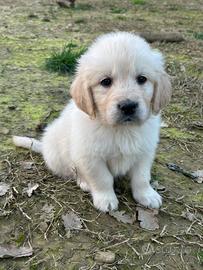 Golden Retriever Maschietto disponibile