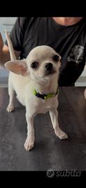 Chihuahua