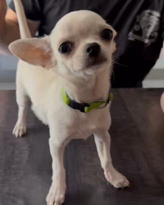 Chihuahua