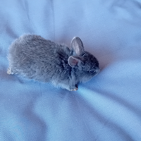 Coniglio appena nato