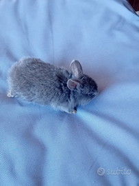 Coniglio appena nato