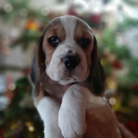 Cuccioli di beagle