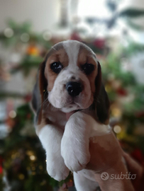 Cuccioli di beagle