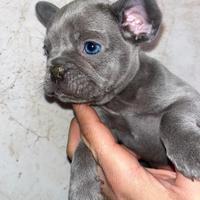 Cuccioli di bulldog francese